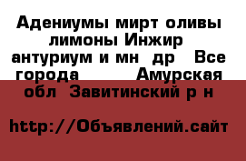 Адениумы,мирт,оливы,лимоны,Инжир, антуриум и мн .др - Все города  »    . Амурская обл.,Завитинский р-н